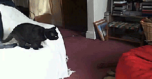 cat-jumps-into-bean-bag